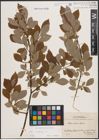 Foto von Salix caprea L.